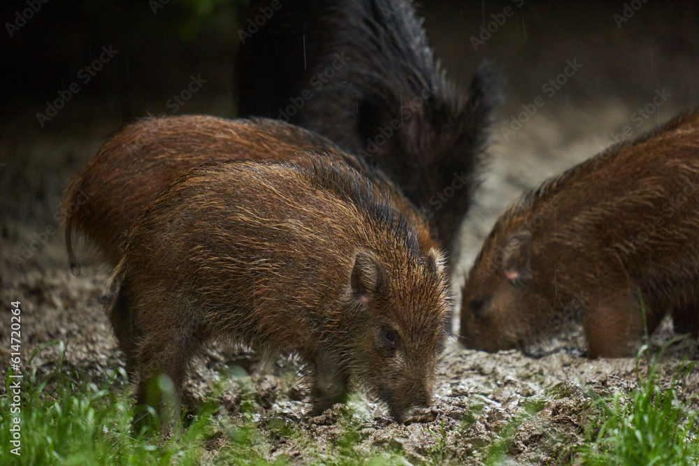Wild hogs (feral pigs) in rain Wild hogs (feral pigs) in rain
