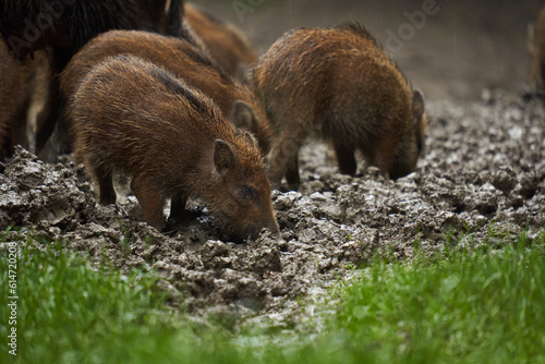 Wild hogs (feral pigs) in rain © Xalanx