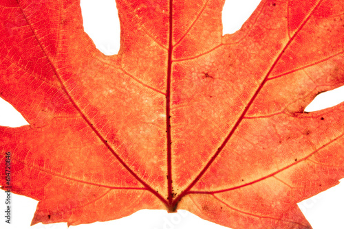 hojas en otoño, hojas de árbol en macro y detalle	 photo