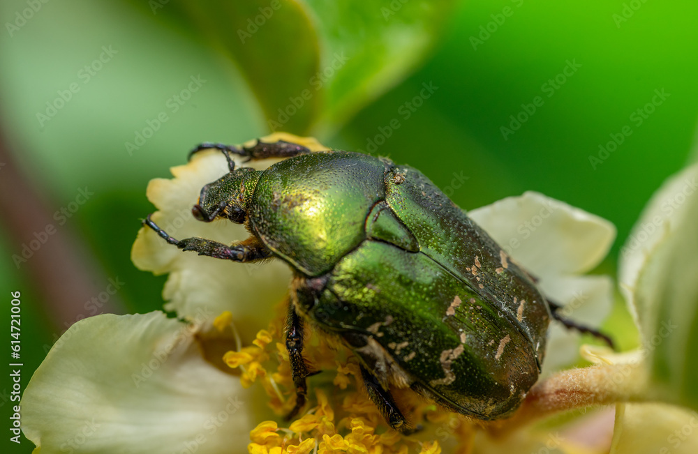 Naklejka premium rose chafer (Cetonia aurata) on a flower