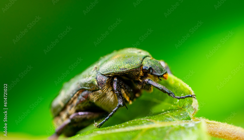macro shot of a fly Cetonia aurata macro shot of a fly Cetonia aurata