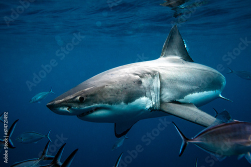 Great white shark swimming in dark blue ocean water