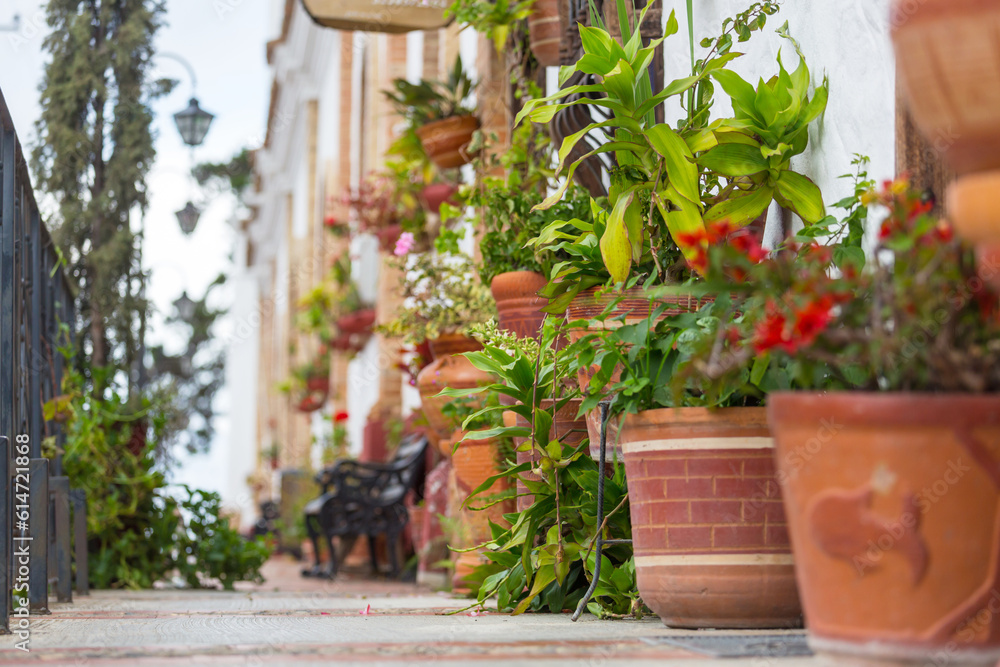 Naklejka premium Flowers in pot