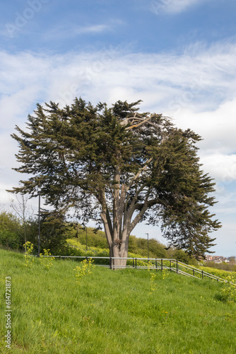 Conifer tree on Belton Hills, Leigh-on-Sea, Essex, England