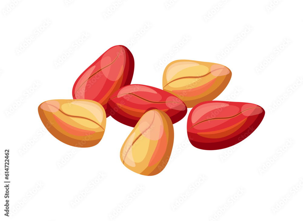 Delicious kola nuts isolated on white background. Vector illustration