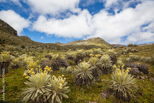 Plants in Colombia