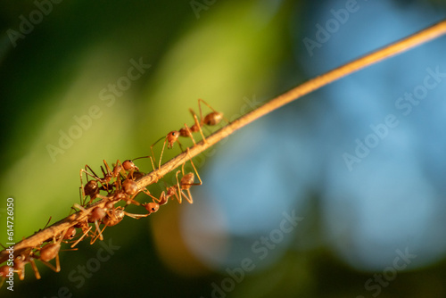 Weaver ants are walking on a tree branch. © Azmil