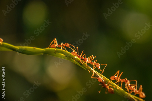 Weaver ants are walking on a tree branch.