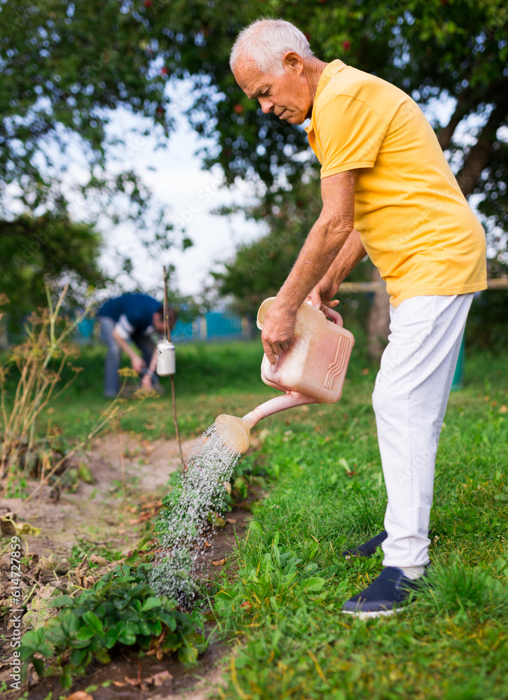 Naklejka premium Older man taking care of plants in garden, watering strawberries with watering can