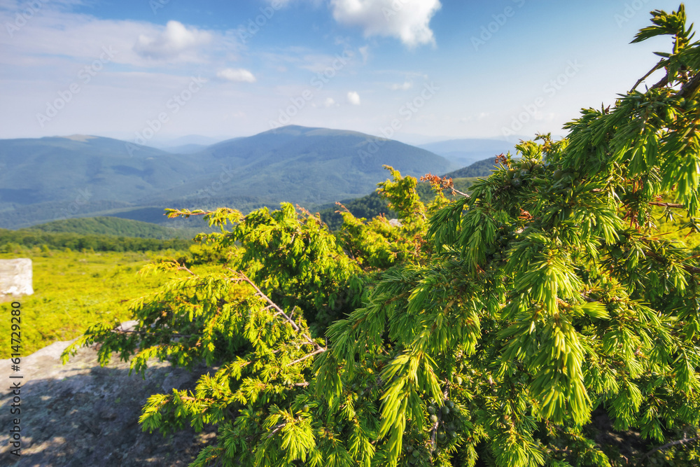 plant among the rocks on the grassy hill. mountain landscape in summer. nature scenery in morning light