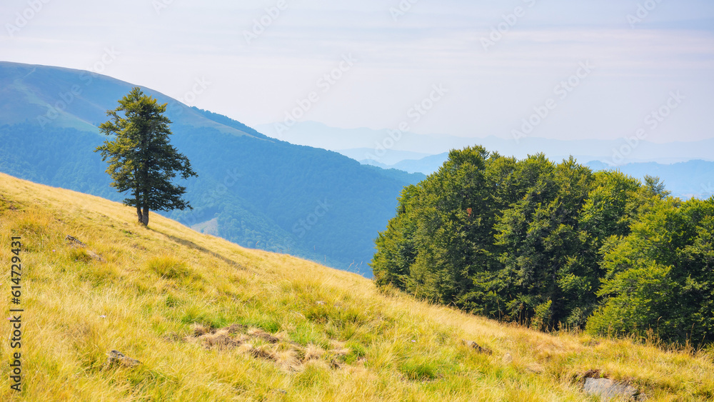 Fototapeta premium beech tree on the grassy meadow. carpathian mountain landscape in late summer. sunny afternoon