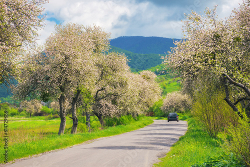 spring blooms create a beautiful background for the winding road through the countryside. picturesque view of the serene mountain range and vast fields. beauty of the rural landscape © Pellinni