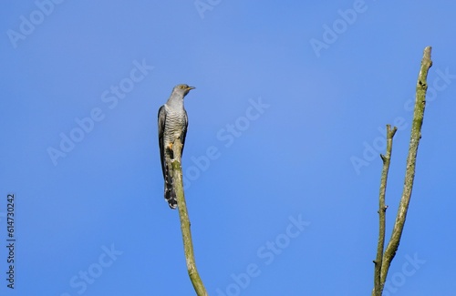 Cuculus canorus cuckoo under blue sky in summer photo