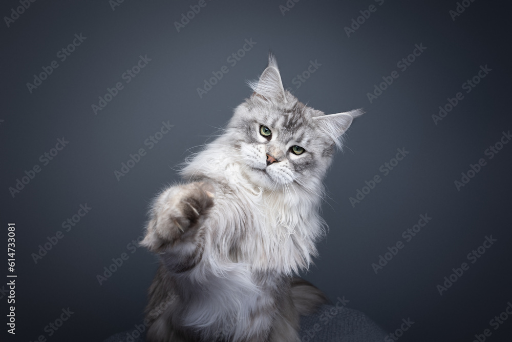 fluffy silver tabby maine coon cat playing raising paw. studio shot on gray background with copy space