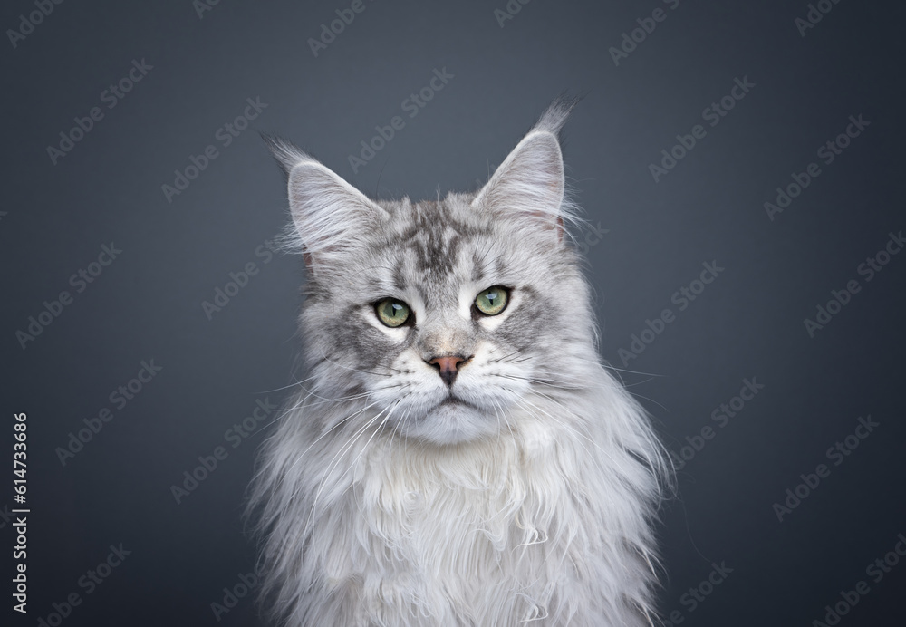 majestic silver tabby maine coon cat head portrait. the cat is looking at camera. studio shot on gray background with copy space