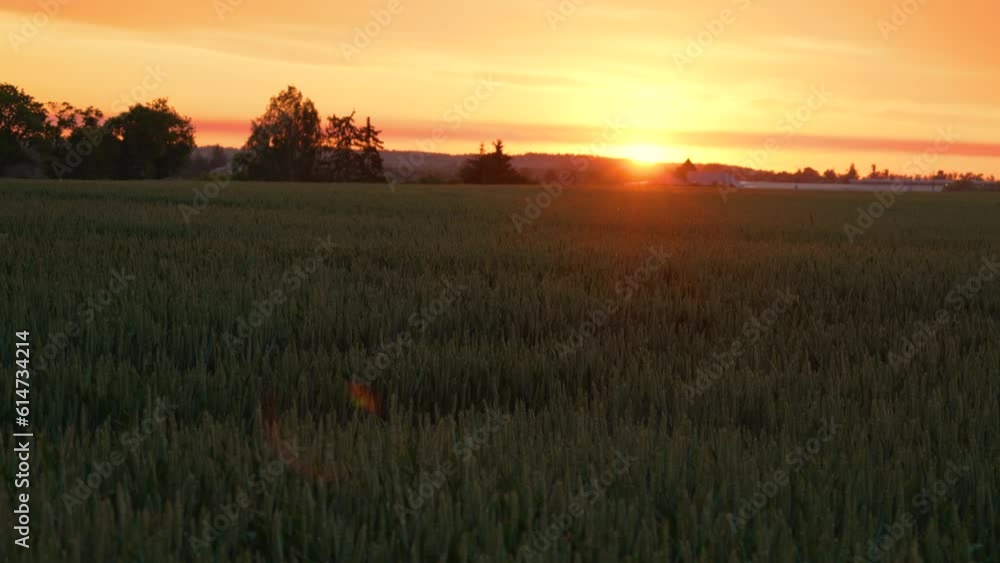 Ears of green wheat close up before harvest at sunset. Beautiful rural grain field landscape. Work in agronomic farm for making business and production organic eco bio food Ears of green wheat close up before harvest at sunset. Beautiful rural grain field landscape. Work in agronomic farm for making business and production organic eco bio food