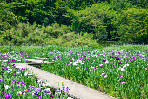 初夏の神楽女湖　菖蒲の花　大分県別府市　Lake Kagurameko in early summer.  Iris flower. Ooita Pref, Beppu City. photo