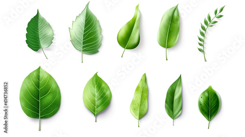Set of green leaves of different trees, generative AI. © puhimec