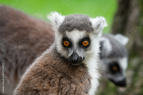 Close-up Ring-tailed Lemur © Ian