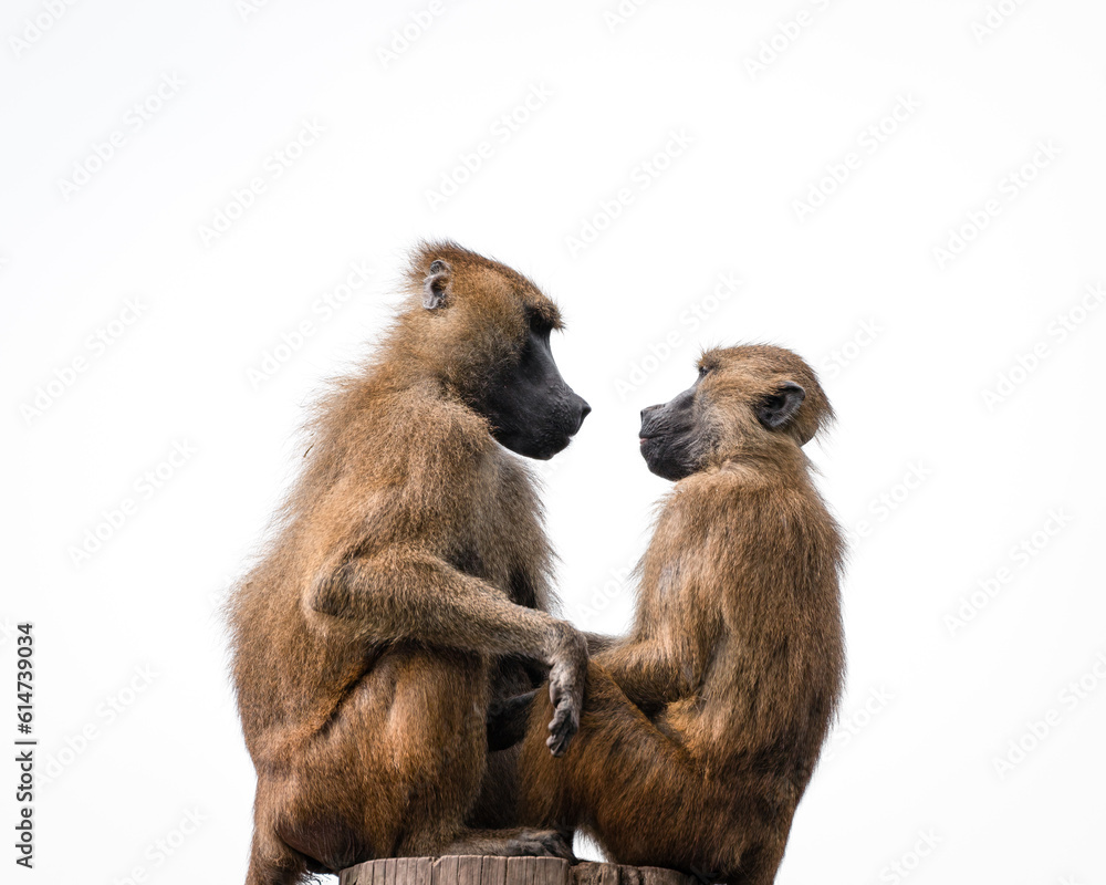 A pair of Baboons Sitting on top of a Post