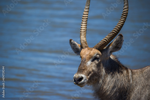 Male Waterbuck at the waters edge