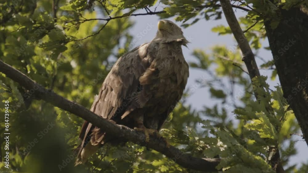 White-Tailed Eagle Haliaeetus Albicilla sitting on a branch in the summer forest among the leaves slow motion image White-Tailed Eagle Haliaeetus Albicilla sitting on a branch in the summer forest among the leaves slow motion image