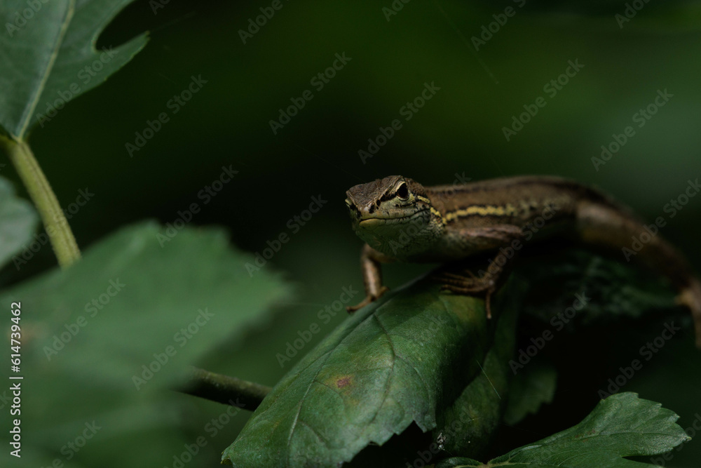 Obraz premium 獲物探して潜むカナヘビ