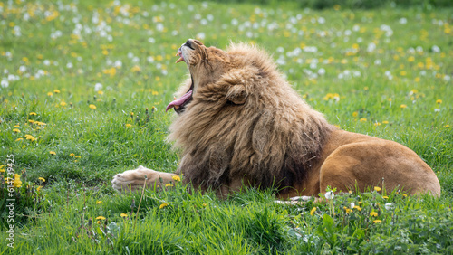 Fototapeta Naklejka Na Ścianę i Meble -  Adult Male Lion Resting on Grass Yawning