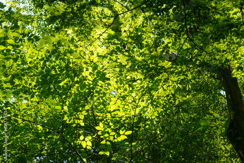 木漏れ日に輝く木の葉 © Gottchin Nao