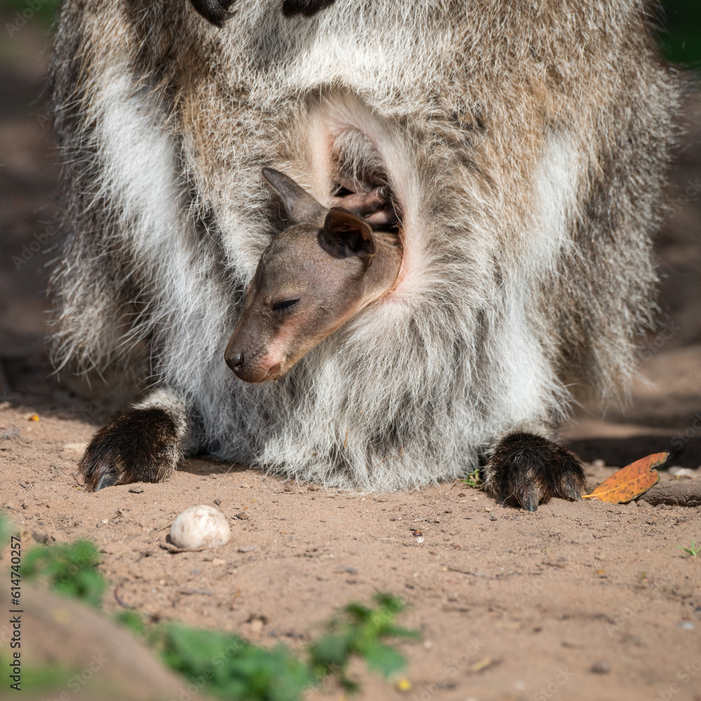 Naklejka premium Baby Joey Wallaby in the Pouch