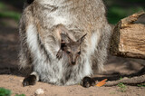 Baby Joey Wallaby in the Pouch