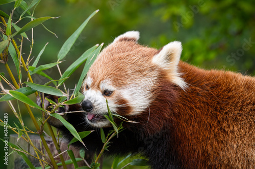 Red Panda Feeding on Bamboo Leaves