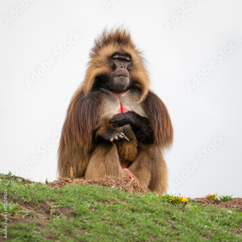 Adult Male Gelada Monkey Sitting