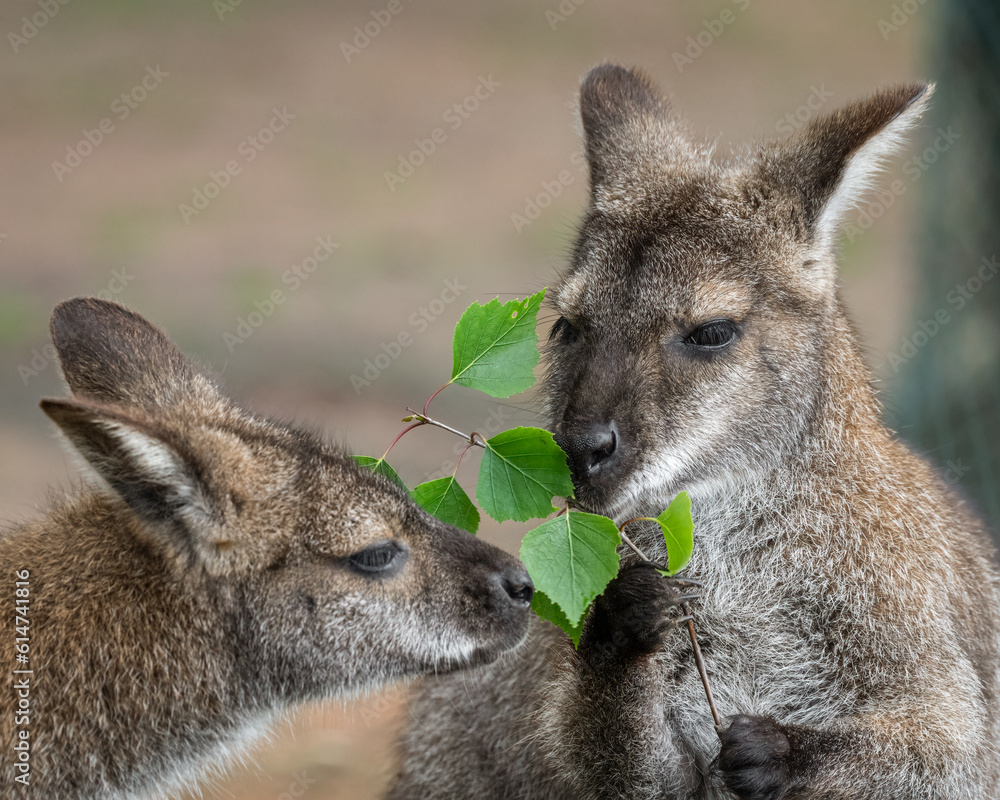 Bennets Wallaby Feeding on Leaves