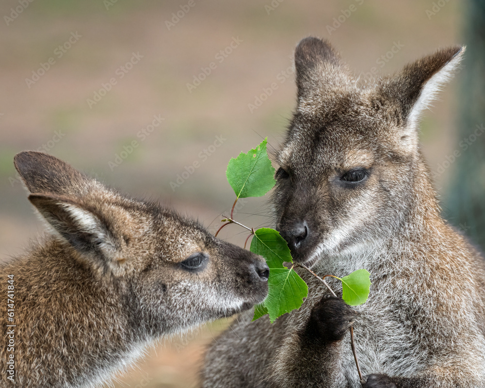 Fototapeta premium Bennets Wallaby Feeding on Leaves