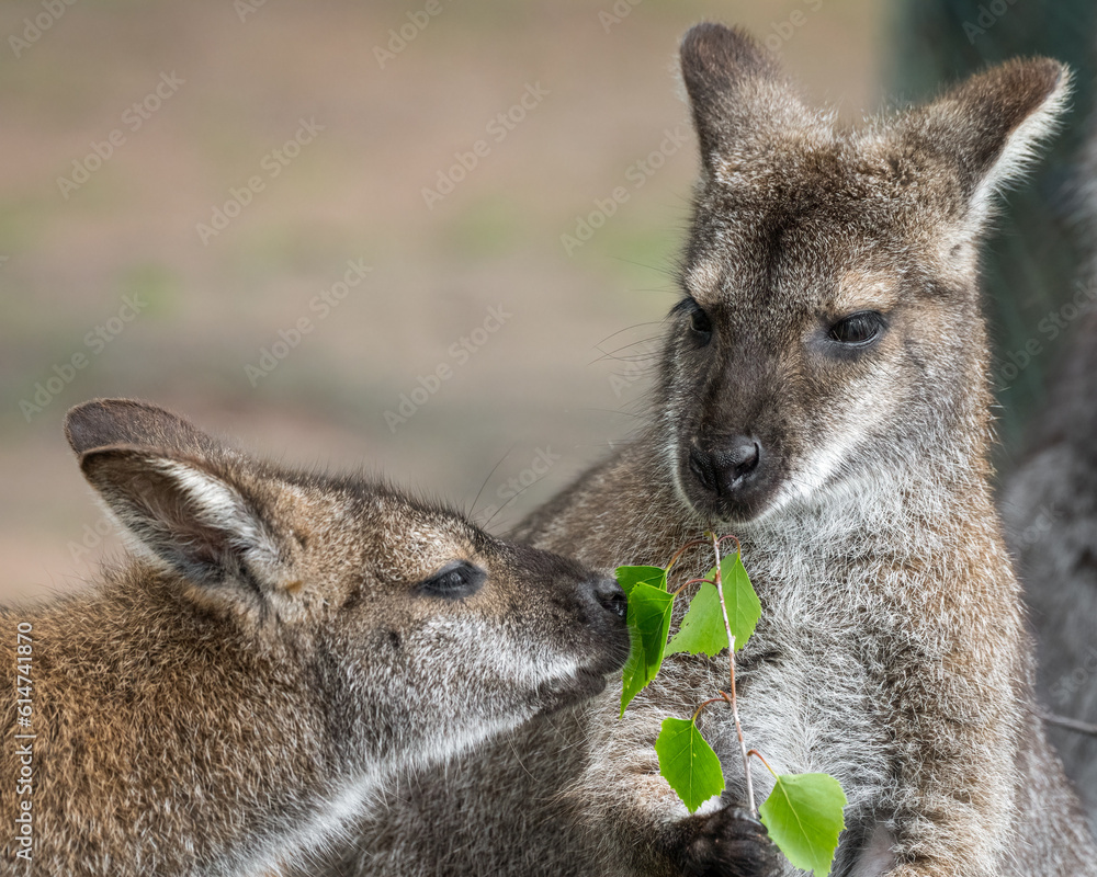 Bennets Wallaby Feeding on Leaves Bennets Wallaby Feeding on Leaves