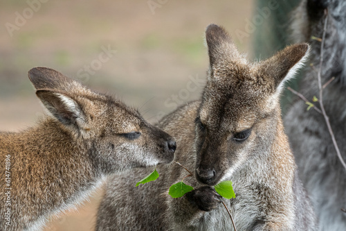 Bennets Wallaby Feeding on Leaves