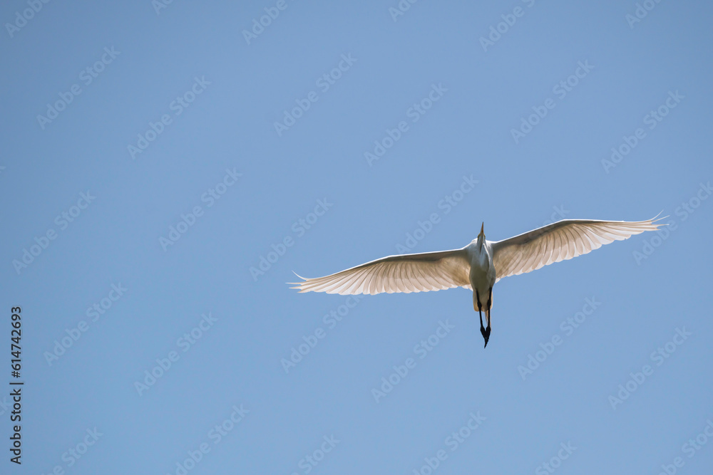 A Great Egret displays its wingspan and detail in its feathers as it soars in a clear blue sky. A Great Egret displays its wingspan and detail in its feathers as it soars in a clear blue sky.