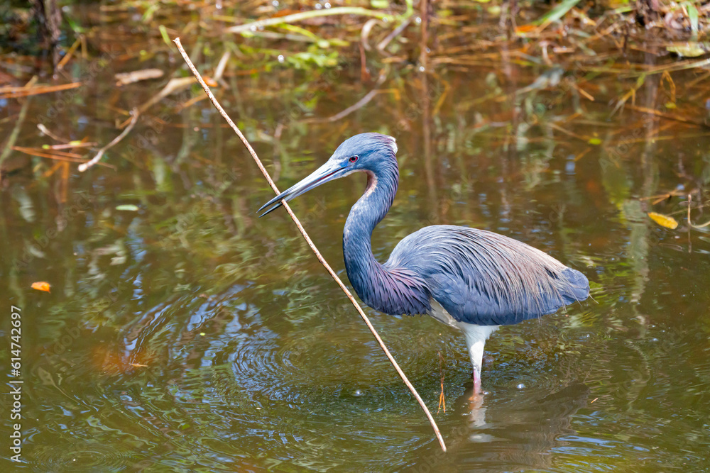 Fototapeta premium A Tri-Colored Heron holds a stick in its beak for nest building during mating season.