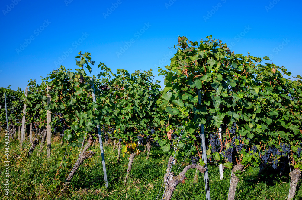 Vineyard vines for red wine, ready for picking, Neuweier, Black forest, Germany