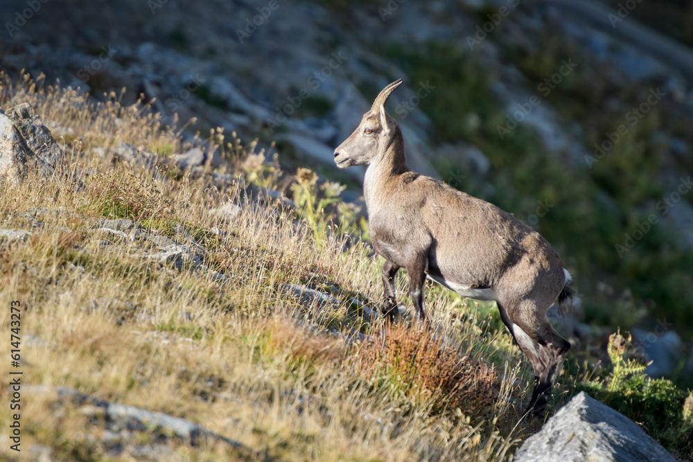 Obraz premium Alpine Ibex (Capra ibex) walking up mountain slope, Wallis, Switzerland