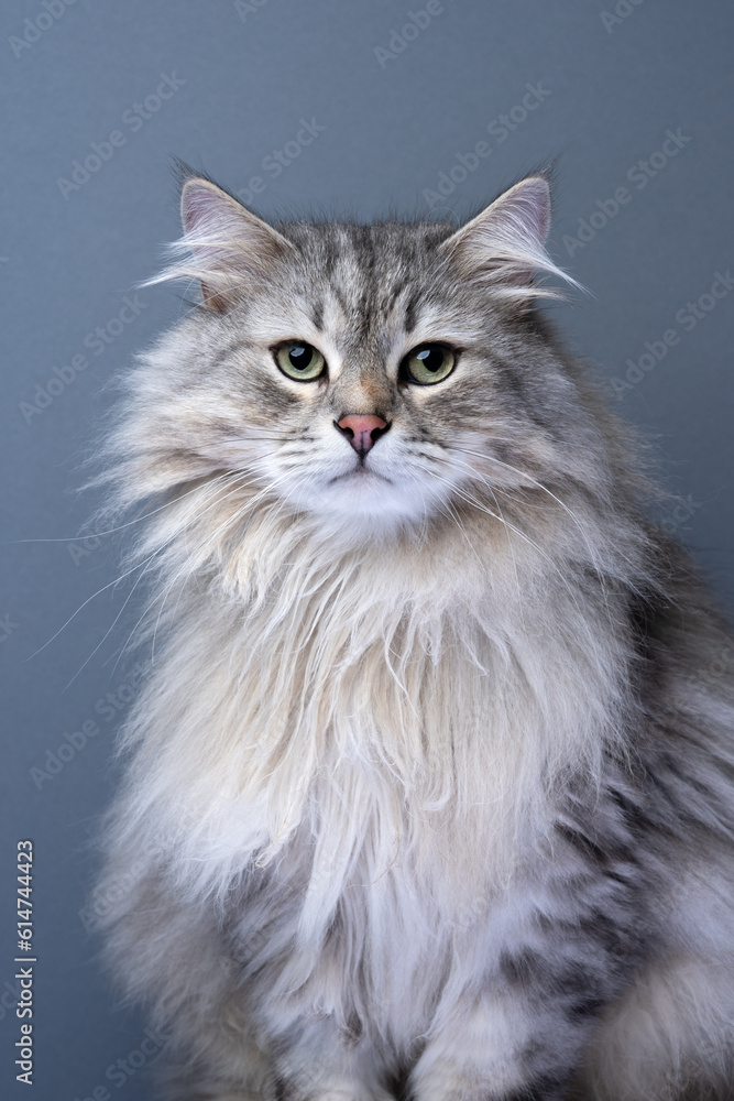 siberian cat looking at camera. studio portrait on gray background