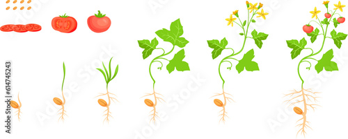 Tomato growth cycle. Tomatoes seedlings sequence, red fruit sliced ingredients and vegetable plant seed progression life stage cartoon sprout pomodoro evolution vector illustration