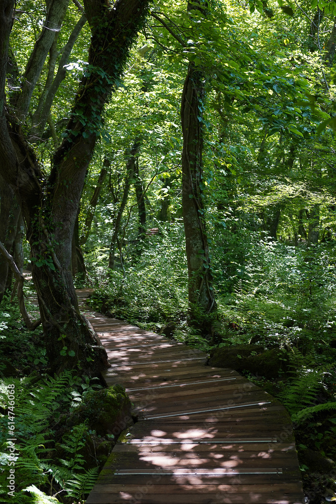 Obraz premium wooden walkway in the forest