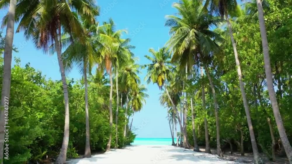 beach with lined coconut trees beach with lined coconut trees