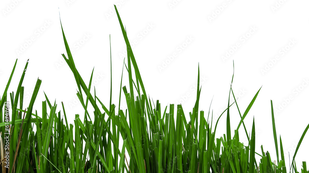 Green grass isolated with copy space and with clipping paths on white background Green grass isolated with copy space and with clipping paths on white background