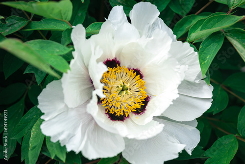 Blooming white tree peony in a botanical garden, close up.