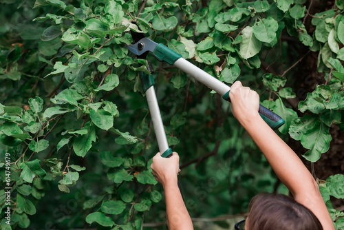 The gardener's hands are cut off with special pruning shears, fruit trees in the garden. Plant care, tree pruning.