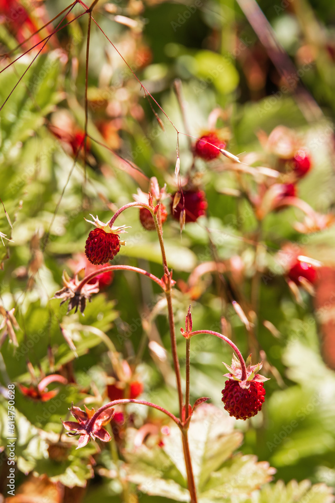 Ripe Wild Strawberries on a sunny meadow Ripe Wild Strawberries on a sunny meadow