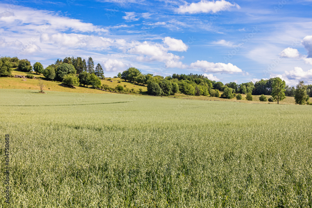 Rural landscape view with a field with crops Rural landscape view with a field with crops